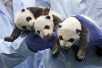 Mláďatá pandy - trojičky