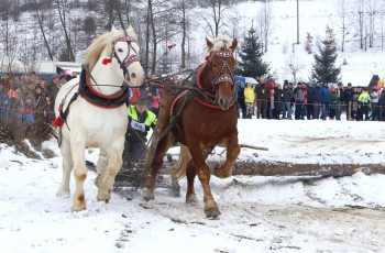 Furmani s ťažnými koňmi opäť súťažili o Hriňovskú fujarku