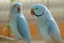 Výstava exotických vtákov a papagájov