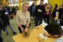 Medzinárodná výstava mačiek