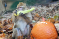 TEKVICE I LAMPIÓNOVÝ SPRIEVOD: Bratislavskú zoo oživí Jesenný festival