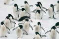 Topiaci sa ľad na Antarktíde ohrozuje prežitie mláďat tučniaka