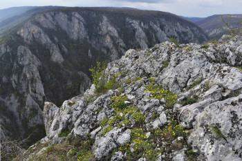 Slovensko sa môže pochváliť endemitom, rastie len v Slovenskom krase
