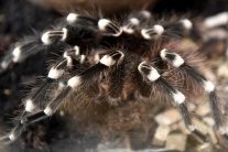 Výstava pavúkov v Košiciach