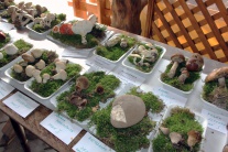 Obecná výstava húb v Malinovej