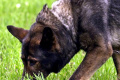 V Bratislave za štyri mesiace riešili vyše 100 porušení majiteľmi psov