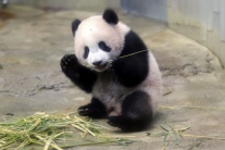 Siang Siang, mláďa, panda