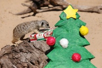 Zvieratká v austrálskej ZOO oslavujú Vianoce.