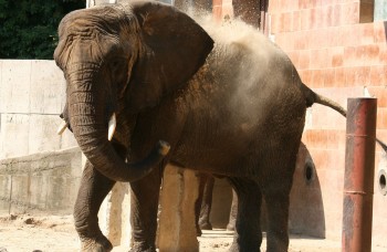 Africké slony v zoo onedlho neuvidíte
