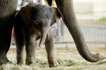 Mláďa slona ázijského 