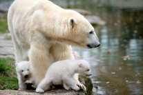 polárny medveď, mláďatá 