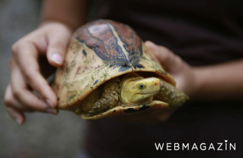 Exotická korytnačka v Slovenskom raji: Útočisko našla u ochranárov