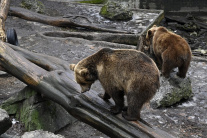 Zvieratá v bojnickej zoo očakávajú návštevníkov