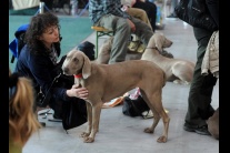 Medzinárodná výstava psov 