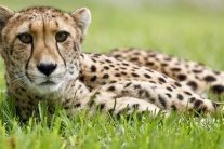 Gepard v zajatí