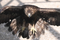Vypustenie orla krikľavého do voľnej prírody