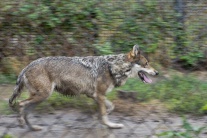 Vlky v bratislavskej ZOO