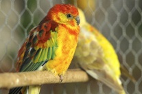 Výstava exotických vtákov a papagájov