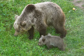 VIDEO: V košickej zoo sa narodilo mláďa medveďa hnedého