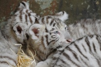 Malé biele tigre v bratislavskej Zoo