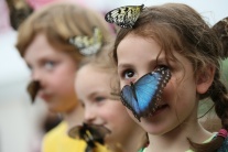 Výstava motýľov v Londýne 
