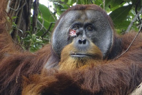 Úžasný objav: Orangutan si ošetroval ranu liečivou bylinou