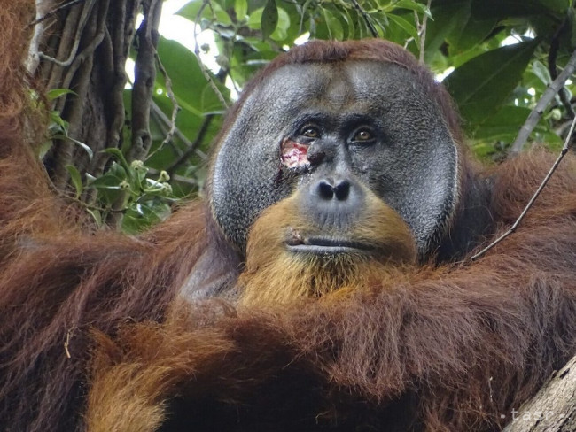 Úžasný objav: Orangutan si ošetroval ranu liečivou bylinou