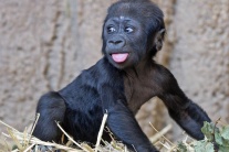 gorila, mláďa