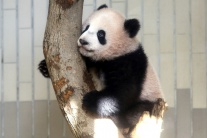 Siang Siang, mláďa, panda