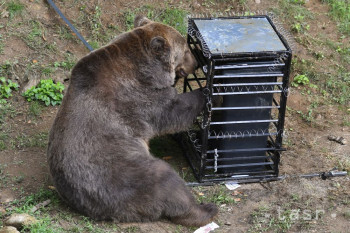VIDEO: Medveď v zoo počas experimentu prekonal psychologickú bariéru