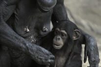 Adopcia šimpanza v bratislavskej zoologickej záhra