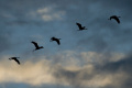 Na Slovensko migruje počas teplejších zím zo severu menej vtákov