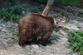 ŠOP: Medveďa, ktorý útočil v Liptovskom Mikuláši, našli do 1,5 hodiny