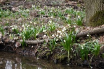 Na Zemplíne rozkvitli tisícky bledúľ jarných