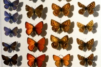Výstava motýľov vo Východoslovenskom múzeu