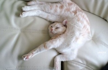 Mačky dokážu spať naozaj originálne. Pozrite si najkrajšie polohy