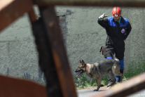 Tréning záchranárskych psov na vyhľadávanie osôb