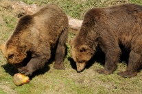 Medvede si maškrtili na zmrzline