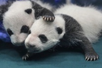 Mláďatá pandy - trojičky