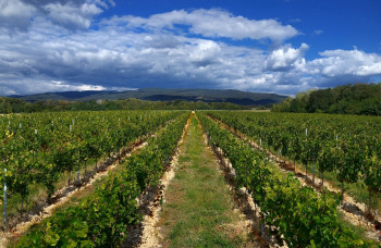 Vďaka Lidlu sa slovenskí vinári presadzujú aj v zahraničí
