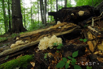 Karpatské bukové pralesy poskytujú útočisko viac než 10.000 druhom