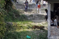 Útok leoparda v nepálskej dedine 
