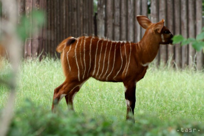Stádo antilopy bongo v bojnickej zoo sa rozrástlo o tri mláďatá