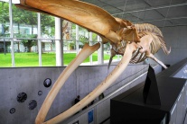 skelet vráskavec ozrutný Múzeum biodiverzity 