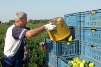 Zber papriky a melónov v Marcelovej