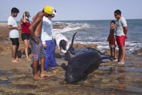 Smutný pohľad na uhynuté delfíny