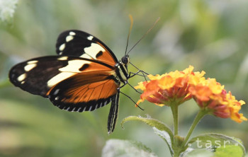 Tihányiovský kaštieľ pozýva na výstavu s názvom Veľké motýle sveta