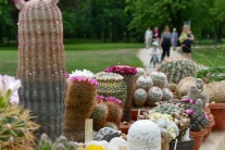 Žilina Budatínsky park kvety predaj kaktusy