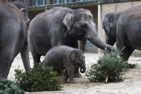 Kŕmenie slonov stromčekmi