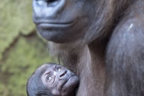 gorila, mláďa